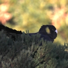 Zanda funerea (Yellow-tailed Black-Cockatoo) at Congo, NSW - 6 Jul 2020 by jb2602