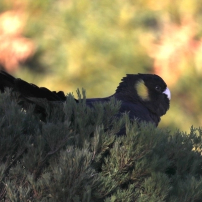 Zanda funerea (Yellow-tailed Black-Cockatoo) at Congo, NSW - 6 Jul 2020 by jbromilow50