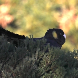 Zanda funerea at Congo, NSW - 6 Jul 2020