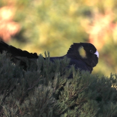 Zanda funerea (Yellow-tailed Black-Cockatoo) at Eurobodalla National Park - 6 Jul 2020 by jb2602