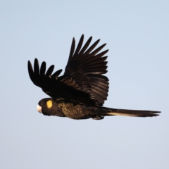 Zanda funerea at Congo, NSW - 6 Jul 2020 03:54 PM