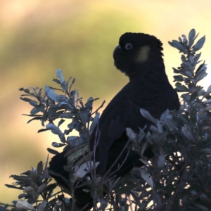 Zanda funerea at Congo, NSW - 6 Jul 2020 03:54 PM