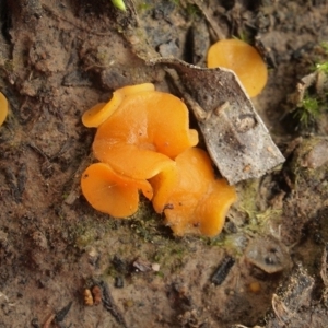 Aleuria exigua at Hackett, ACT - 23 Apr 2020 12:00 AM