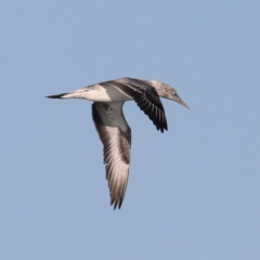 Morus serrator (Australasian Gannet) at Congo, NSW - 6 Jul 2020 by jb2602