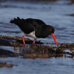 Haematopus longirostris (Australian Pied Oystercatcher) at Congo, NSW - 6 Jul 2020 by jb2602