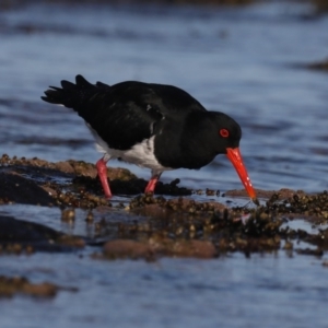 Haematopus longirostris at Congo, NSW - 6 Jul 2020