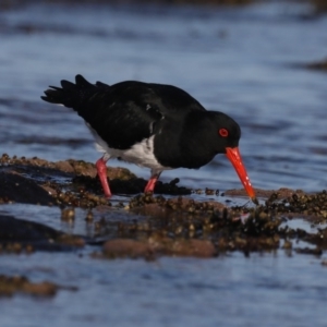 Haematopus longirostris at Congo, NSW - suppressed