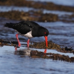 Haematopus longirostris at Congo, NSW - 6 Jul 2020