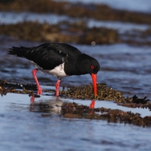 Haematopus longirostris at Congo, NSW - suppressed