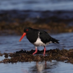 Haematopus longirostris at Congo, NSW - suppressed