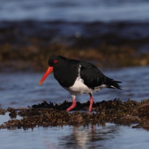 Haematopus longirostris at Congo, NSW - 6 Jul 2020