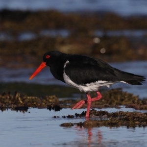 Haematopus longirostris at Congo, NSW - 6 Jul 2020