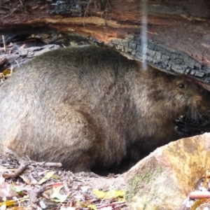 Vombatus ursinus at Black Range, NSW - 14 Jul 2020 12:07 PM