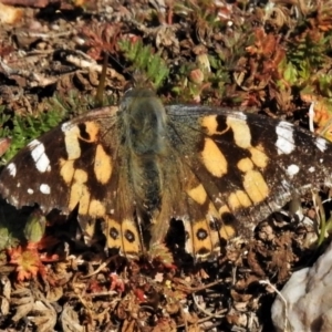 Vanessa kershawi at Paddys River, ACT - 7 Jul 2020