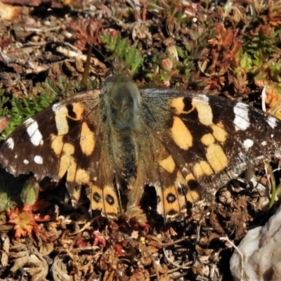 Vanessa kershawi (Australian Painted Lady) at Bullen Range - 7 Jul 2020 by JohnBundock