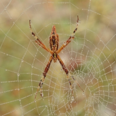 Argiope protensa (Long-tailed Argiope) at Jerrabomberra, ACT - 1 Apr 2018 by YumiCallaway