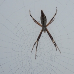 Argiope protensa at Jerrabomberra, ACT - 1 Apr 2018