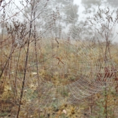 Argiope protensa at Jerrabomberra, ACT - 1 Apr 2018