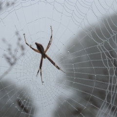 Argiope protensa at Jerrabomberra, ACT - 1 Apr 2018