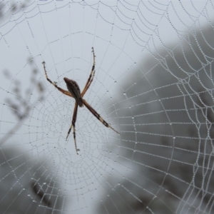 Argiope protensa at Jerrabomberra, ACT - 1 Apr 2018