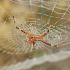 Argiope protensa at Jerrabomberra, ACT - 1 Apr 2018 07:57 AM