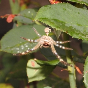 Neosparassus sp. (genus) at Fadden, ACT - 25 Jan 2018