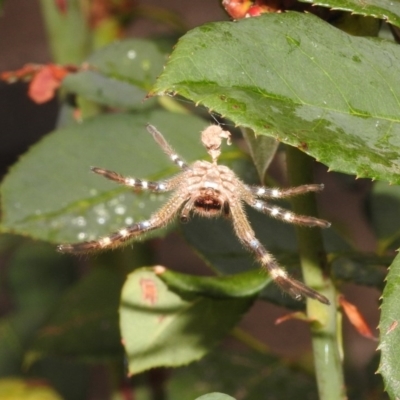 Neosparassus sp. (genus) (Unidentified Badge huntsman) at Fadden, ACT - 24 Jan 2018 by YumiCallaway