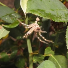 Neosparassus sp. (genus) at Fadden, ACT - 25 Jan 2018