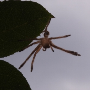 Neosparassus sp. (genus) at Fadden, ACT - 25 Jan 2018