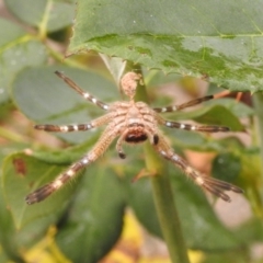 Neosparassus sp. (genus) at Fadden, ACT - 25 Jan 2018