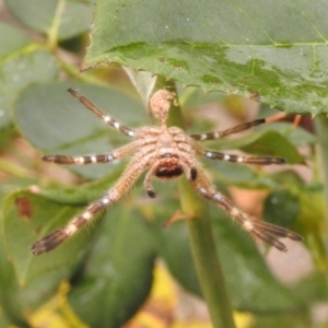 Neosparassus sp. (genus) at Fadden, ACT - 25 Jan 2018