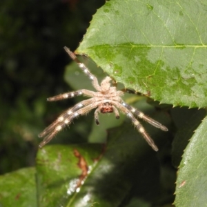 Neosparassus sp. (genus) at Fadden, ACT - 25 Jan 2018