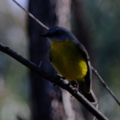 Eopsaltria australis (Eastern Yellow Robin) at Stromlo, ACT - 14 Jul 2020 by Kurt