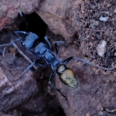 Myrmecia piliventris (Golden tail bull ant) at Block 402 - 14 Jul 2020 by Kurt