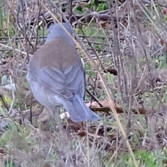 Colluricincla harmonica (Grey Shrikethrush) at Block 402 - 14 Jul 2020 by Kurt