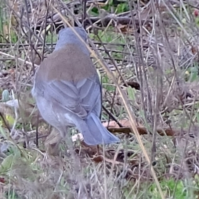 Colluricincla harmonica (Grey Shrikethrush) at Denman Prospect, ACT - 14 Jul 2020 by Kurt