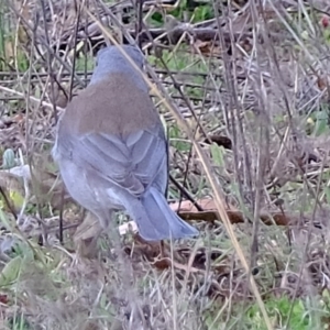 Colluricincla harmonica at Denman Prospect, ACT - 14 Jul 2020