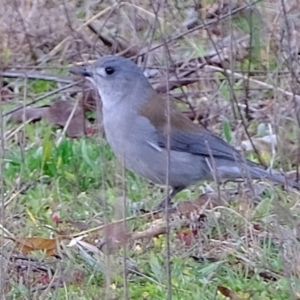 Colluricincla harmonica at Denman Prospect, ACT - 14 Jul 2020