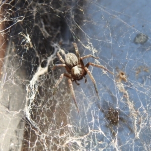 Badumna insignis at Fadden, ACT - 10 Mar 2018 04:08 PM