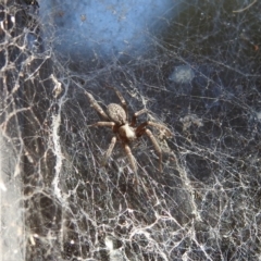 Badumna insignis at Fadden, ACT - 10 Mar 2018 04:08 PM