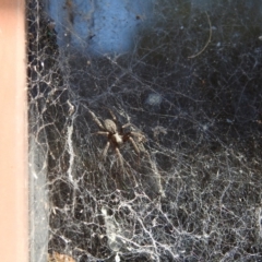 Badumna insignis at Fadden, ACT - 10 Mar 2018