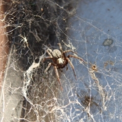 Badumna insignis at Fadden, ACT - 10 Mar 2018 04:08 PM