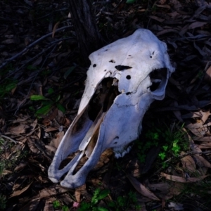 Cervus unicolor at Stromlo, ACT - 14 Jul 2020