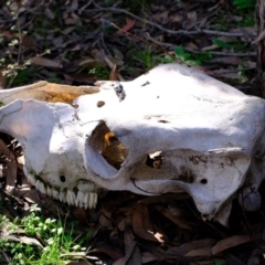 Cervus unicolor at Stromlo, ACT - 14 Jul 2020