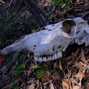 Cervus unicolor at Stromlo, ACT - suppressed