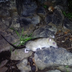 Rattus rattus (Black Rat) at Rob Roy Range - 11 Jul 2020 by ChrisHolder