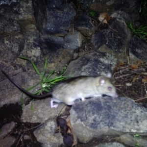 Rattus rattus at Gordon, ACT - 12 Jul 2020