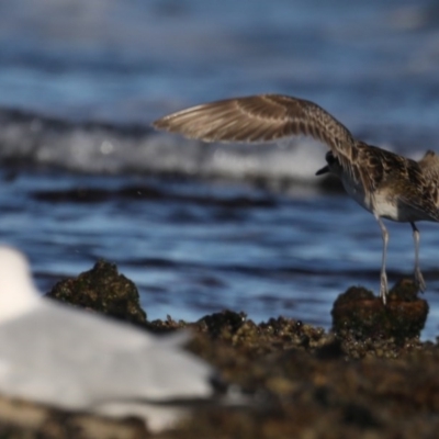 Pluvialis fulva (Pacific Golden Plover) at Congo, NSW - 6 Jul 2020 by jb2602