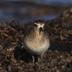 Pluvialis fulva at Congo, NSW - 6 Jul 2020