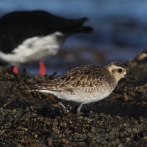 Pluvialis fulva at Congo, NSW - 6 Jul 2020